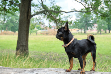 Petit Brabancon on green grass nature walk. Little black dog. Selective focus