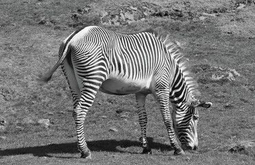 Zebra grazing on lush grass in black and white