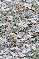 liegende Eichenblätter