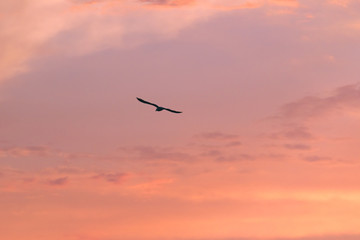 Fototapeta na wymiar Uccello tramonto