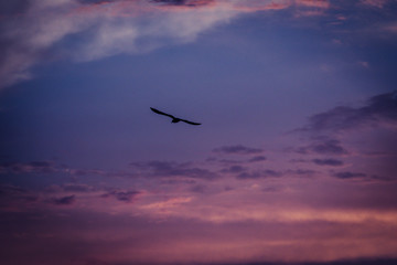 Fototapeta na wymiar Uccello tramonto
