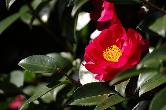 さざんか の画像 4 606 件の Stock 写真 ベクターおよびビデオ Adobe Stock