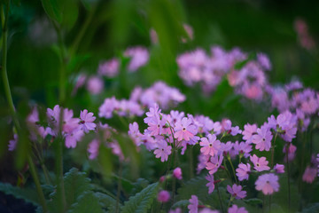 Obraz premium flower