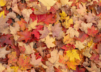 colorful autumn leaves