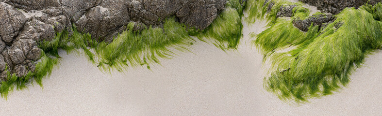 Seegras - Strand