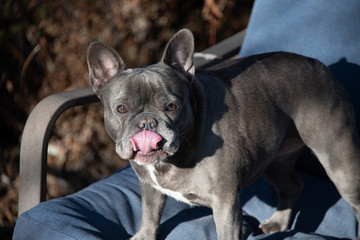 French Bulldog Tongue