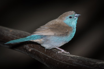 Blue waxbill in Balule Reserve, Olifants West, Greater Kruger, South Africa
