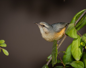 Crombec in Balule Reserve, Olifants West, Greater Kruger, South Africa