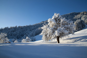 Winterbäume