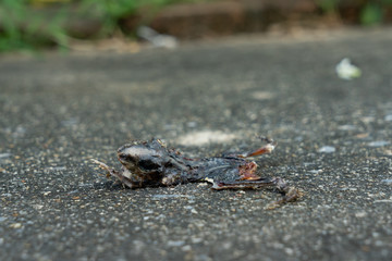 Dry died small toad.