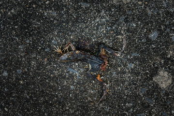 Dry died small toad.