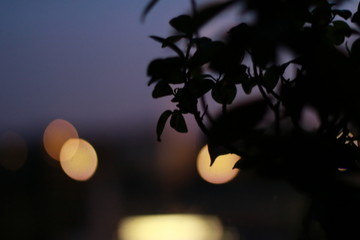 tree and bokeh lights