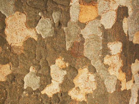 プラタナス　樹皮
