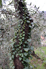 Hedera edera rampicante avvolta su tronco di albero