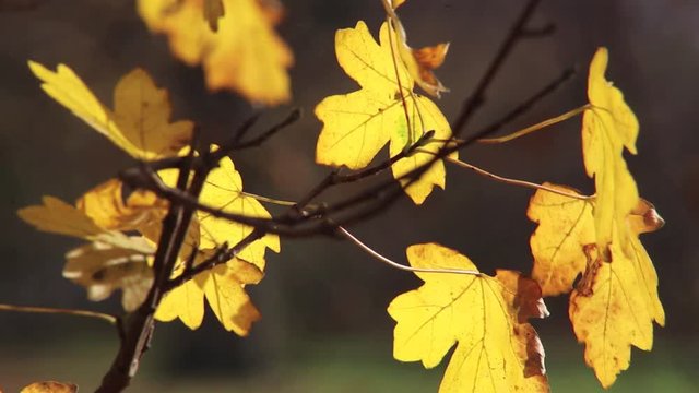 elbe Bl&auml;tter am Eichenbaum im Wald, full HD 1080p video footage 25 fps 