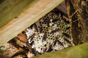 Paper wasps on nest under wood roof