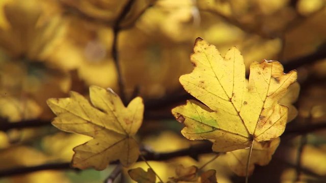 gelbe Bl&auml;tter am Eichenbaum im Wald, full HD 1080p video footage 25 fps time lapse