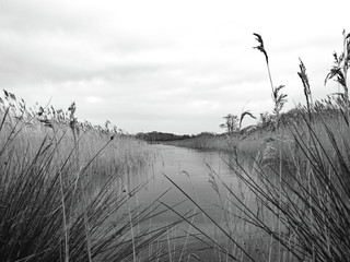 Reeds along the River Thurne on the Norfolk Broads in black and white