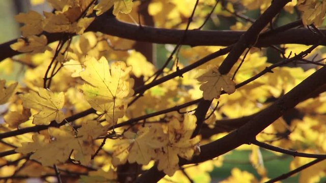 gelbe Bl&auml;tter am Eichenbaum im Wald, full HD 1080p video footage 25 fps