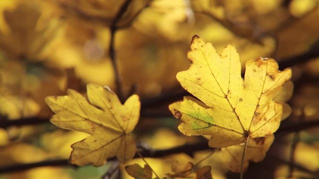 Eichenblatt gelbe F&auml;rbung im Herbst, full HD 1080p video footage