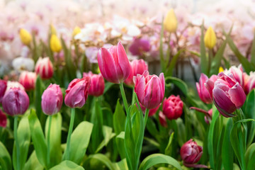 Tulip garden with colorful flowers in the field. Red, yellow and orange plants beautiful landscape.