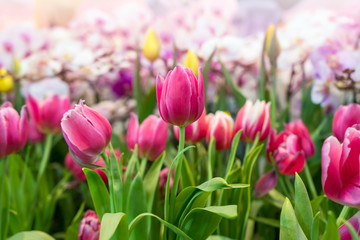 Tulip garden with colorful flowers in the field. Red, yellow and orange plants beautiful landscape.