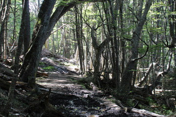 Path   to  enter  the  forest
