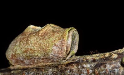 Insect cocoon attached to a tree branch with a tiny ant in front of it. Photo taken at night with a black background in Houston, TX.