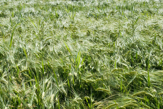 Close-up von Kornfeld im Sommer