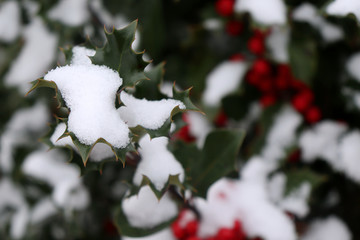 Symbol of Christmas in Europe. Closeup of holly beautiful red berries and sharp leaves on a tree in...