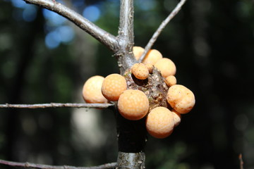 Orange  fruits  of  the  trees