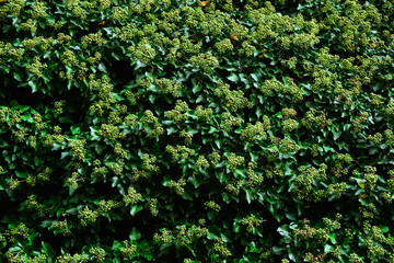 Natural background of green bushes