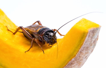 Cricket with pumpkin