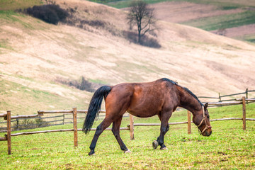 Rural landscape with horse grazing green meadow.