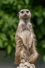 Naklejka na ściany i meble Standing meerkat, watching the surroundings.