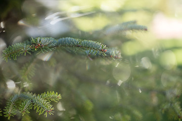 branch of the Christmas tree in nature in the forest in the snow glare