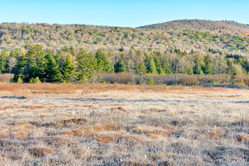Fototapeta na wymiar Landscape of frost, frosty white winter field meadow with bushes, morning sunlight in Cranberry Wilderness glades bog, West Virginia and ice covered plants
