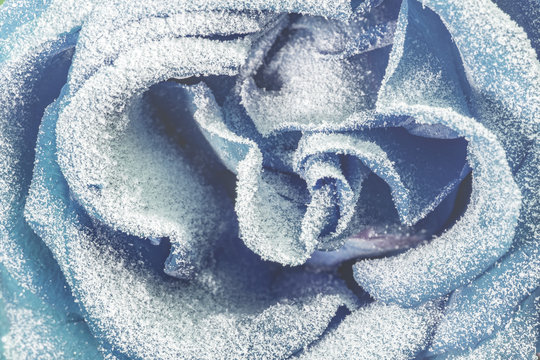 Blue rose covered with snow.