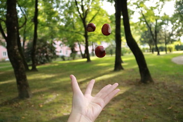 flying chestnuts in hand