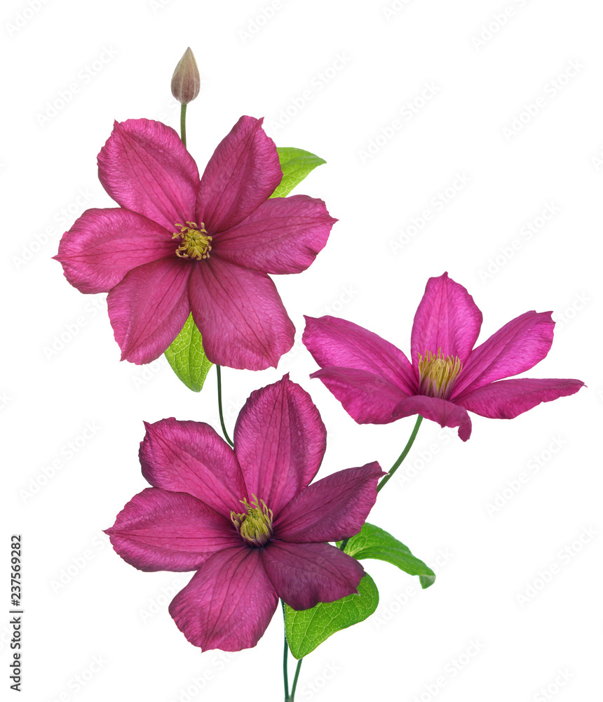 Canvas Prints clematis