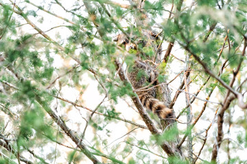 Hiding wild raccoon climbing pine tree trunk leaves, foraging, looking for food, hanging in outdoor park outside, outdoors, looking for forage, wildlife, paws, claws
