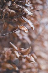 automne