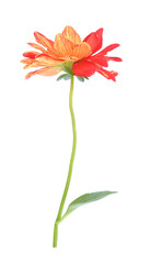  dahlia flower