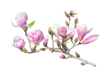 pink magnolia