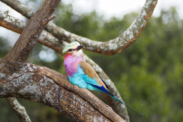 BIRD AFRICA 