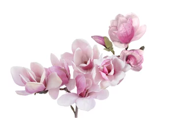 Foto op Aluminium magnolia bloem © anphotos99