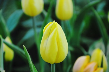 yellow tulip blooming on branch in garden
