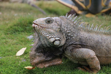 Leguan