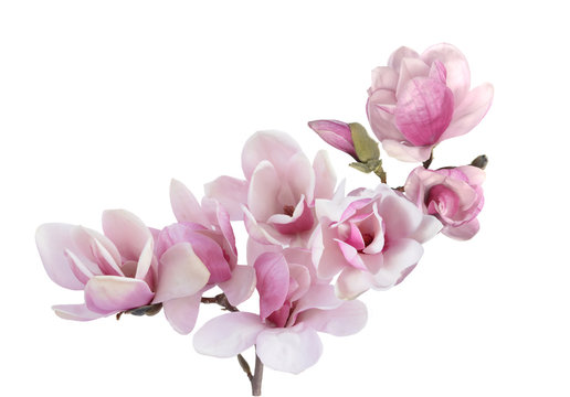 Fototapeta kwiat magnolii
