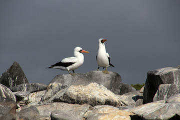 Nazcatölpel- Galapagos